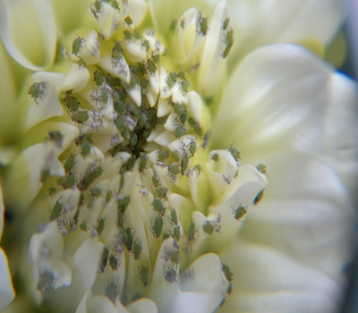 control de plagas el runar